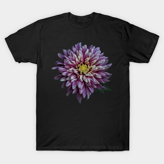 Chrysanthemum Autumnal Flower Closeup T-Shirt by oknoki